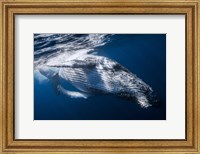 Framed Whale