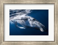 Framed Whale