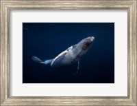 Framed Humpback Whale