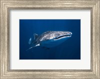 Framed Whale Shark