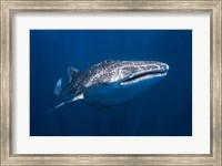 Framed Whale Shark