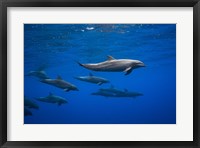 Framed Dolphins