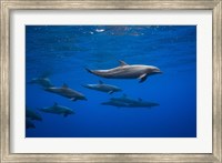 Framed Dolphins