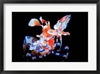 Framed Harlequin Shrimp