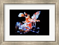 Framed Harlequin Shrimp
