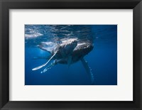 Framed Humpback Whale