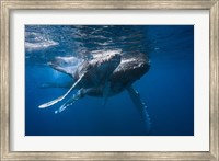 Framed Humpback Whale