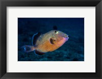 Framed Blue Triggerfish