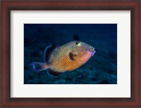 Framed Blue Triggerfish
