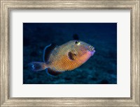 Framed Blue Triggerfish