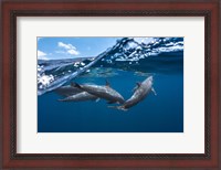 Framed Dolphins