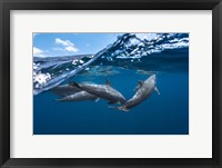 Framed Dolphins