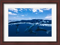 Framed Between Air and Water with the Dolphins