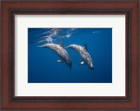 Framed Two Bottlenose Dolphins