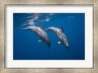Framed Two Bottlenose Dolphins