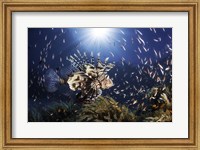 Framed Lionfish