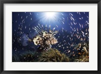Framed Lionfish