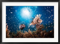 Framed Lionfish