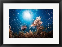 Framed Lionfish