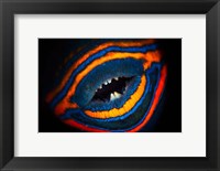 Framed Orange-lined Triggerfish