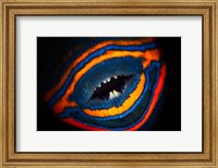 Framed Orange-lined Triggerfish