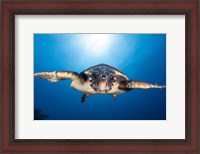 Framed Face to Face with a Hawksbill Sea Turtle