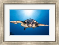 Framed Face to Face with a Hawksbill Sea Turtle