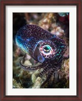 Framed Baby Cuttlefish