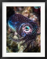 Framed Baby Cuttlefish