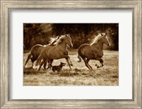 Framed Paso Horses