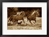 Framed Paso Horses