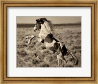 Framed Wild Painted Pony