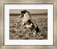 Framed Wild Painted Pony