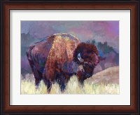 Framed Buffalo Roam