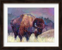 Framed Buffalo Roam