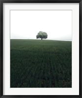 Framed Lonely Oak Tree