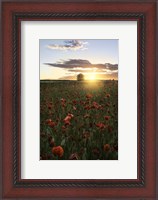 Framed Poppy Fields of Sweden