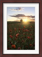 Framed Poppy Fields of Sweden