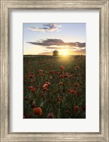 Framed Poppy Fields of Sweden