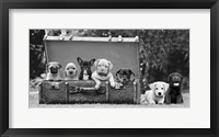 Framed Dog Pups in a Suitcase