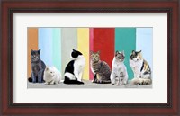 Framed Cats in the Sun