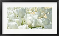 Framed Field of White Tulips