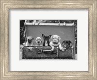 Framed Dog Pups in a Suitcase (detail)