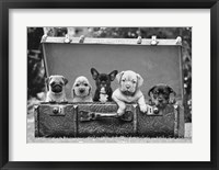Framed Dog Pups in a Suitcase (detail)