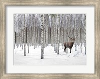Framed Stag in Birch Forest, Norway