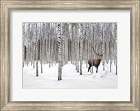 Framed Stag in Birch Forest, Norway