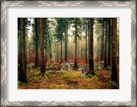 Framed Pack of Wolves in the Woods