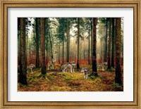 Framed Pack of Wolves in the Woods
