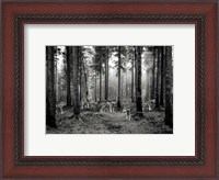 Framed Pack of Wolves in the Woods (BW)