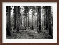 Framed Pack of Wolves in the Woods (BW)